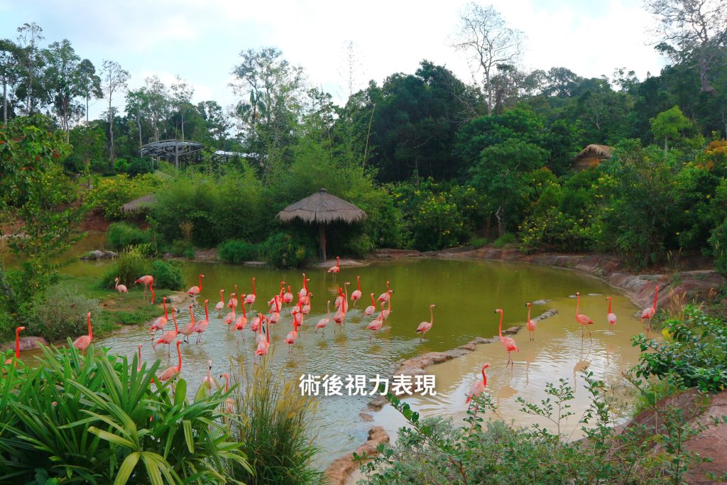 白內障手術,術後視力表現,信賴眼科